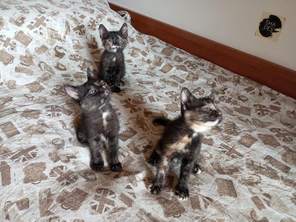 tre squamine tre meraviglie! Foto 4